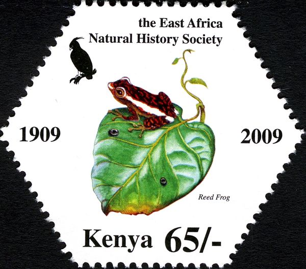 Mitchell's Reed Frog (Hyperolius mitchelli) 
