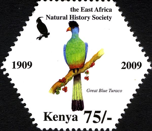 Great Blue Turaco (Corythaeola cristata)
