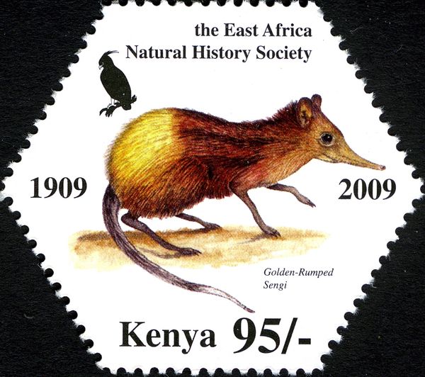 Golden-rumped Sengi (Rhynchocyon chrysopygus)