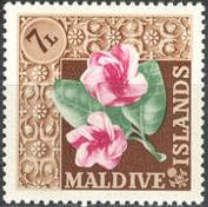 India Rubber flower