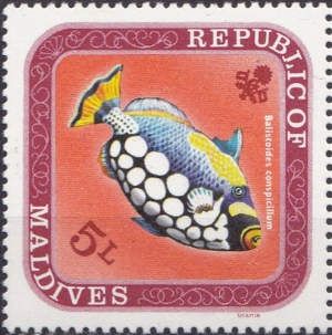 Clown Triggerfish (Balistoides conspicillum)
