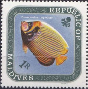 Emperor Angelfish (Pomacanthus imperator)