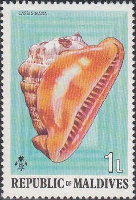 Dwarf Helmet (Cassis nana)