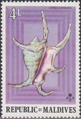 Chiragra Spider Conch (Lambis chiragra)