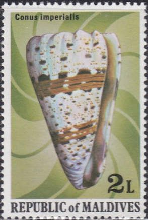 Imperial Cone (Conus imperialis)