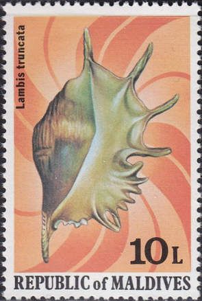 Giant Spider Conch (Lambis truncata)