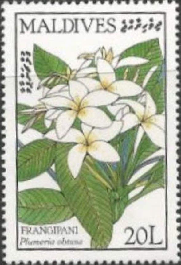 Plumeria obtusa