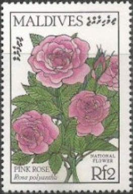Pink Rose - Rosa polyantha