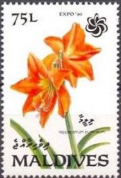 Hippeastrum puniceum