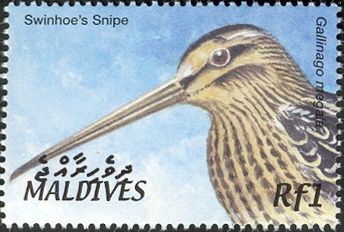 Swinhoe's Snipe (Gallinago megala)