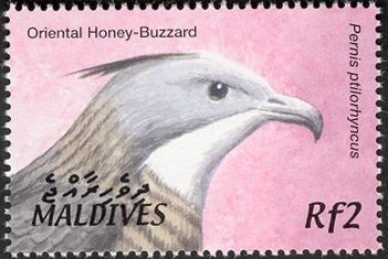 Oriental Honey-buzzard (Pernis ptilorhynchus)