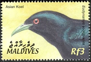 Asian Koel (Eudynamys scolopaceus)