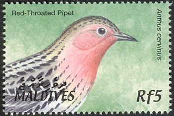 Red-throated Pipit (Anthus cervinus)
