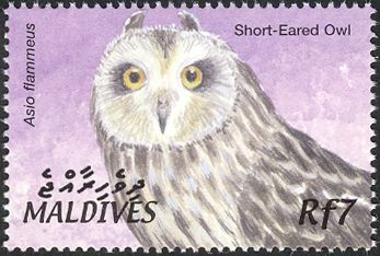Short-eared Owl (Asio flammeus)