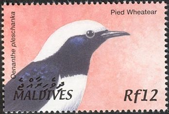 Pied Wheatear (Oenanthe pleschanka)