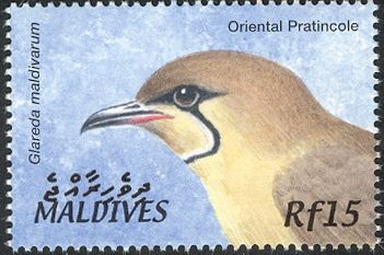 Oriental Pratincole (Glareola maldivarum)
