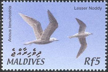 Lesser Noddy (Anous tenuirostris)