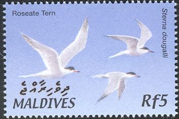 Roseate Tern (Sterna dougallii)