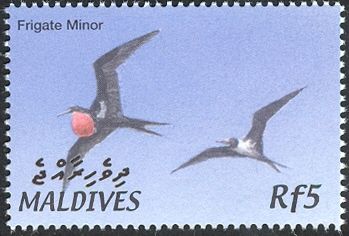 Great Frigatebird (Fregata minor)
