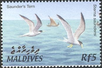 Saunders's Tern (Sternula saundersi)
