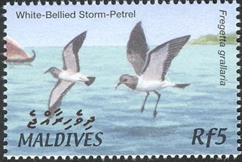 White-bellied Storm-petrel (Fregetta grallaria)