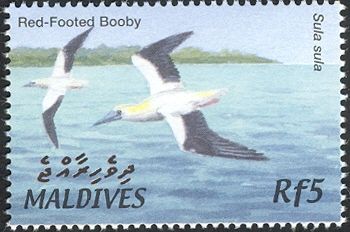 Red-footed Booby (Sula sula)