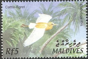 cattle egret (Bubulcus ibis)