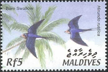 Barn Swallow (Hirundo rustica)