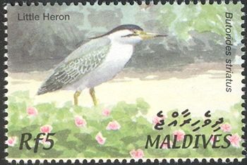 Striated Heron (Butorides striatus)
