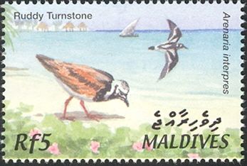 Ruddy Turnstone (Arenaria interpres)