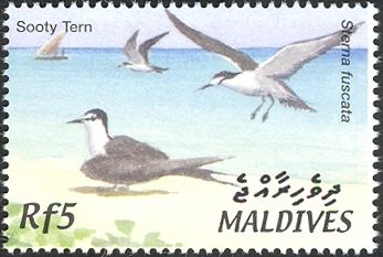 Sooty Tern (Sterna fuscata)