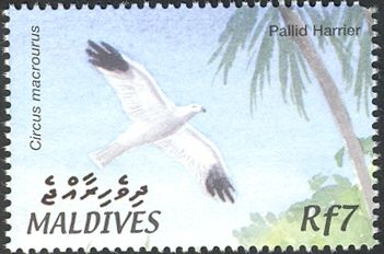 Pallid Harrier (Circus macrourus)