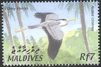 Grey Heron (Ardea cinerea)