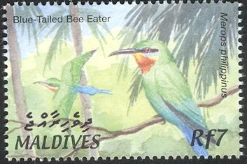 Blue-tailed Bee-eater (Merops philippinus)