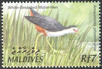 White-breasted Waterhen (Amaurornis phoenicurus)