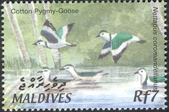 Cotton Pygmy Goose (Nettapus coromandelianus)