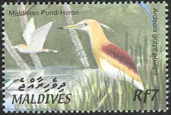 Maldivian Pond-heron (Ardeola grayii phillips)