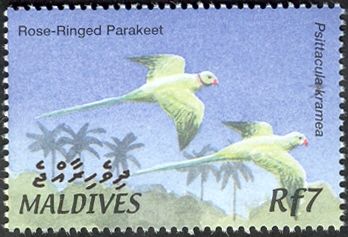 Rose-ringed Parakeet (Psittacula krameri)