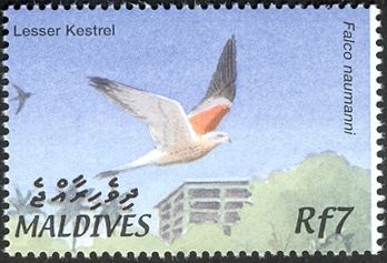 Lesser Kestrel (Falco naumanni)