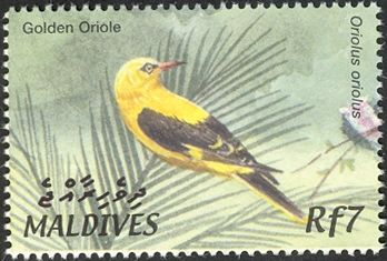 Golden Oriole (Oriolus oriolus)