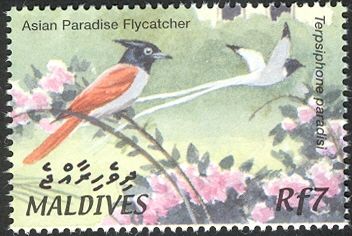 Asian Paradise Flycatcher (Terpsiphone paradisi)