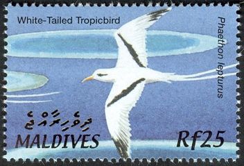 White-tailed Tropicbird (Phaethon lepturus)
