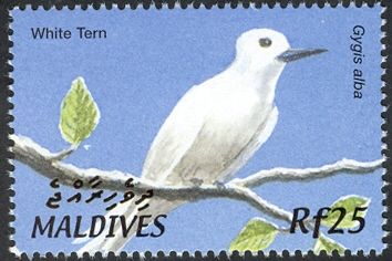 White Tern (Gygis alba)
