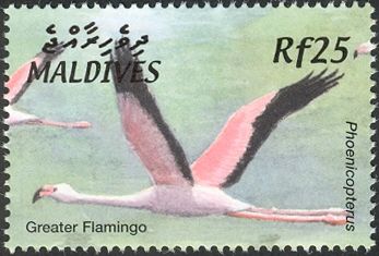 Greater Flamingo (Phoenicopterus roseus)