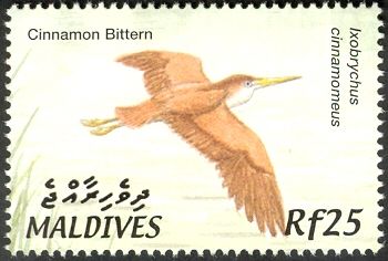 Cinnamon Bittern (Ixobrychus cinnamomeus)