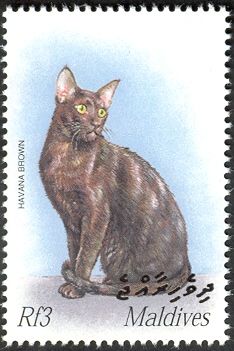 Havanna Brown (Felis silvestris catus)