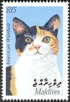 American Wirehair (Felis silvestris catus)