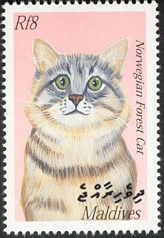 Norwegian Forest Cat (Felis silvestris catus)