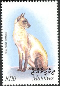 Siamese Seal Point (Felis silvestris catus)