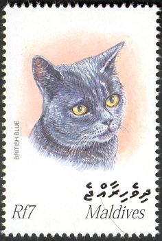 British Blue Shorthair (Felis silvestris catus)